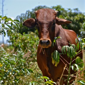 Greenhouse gas emissions from African cattle excreta less than&nbsp;estimated