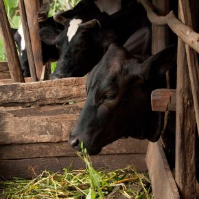 What are you feeding your cow? Dairy farmers trained on feeding and feed&nbsp;management