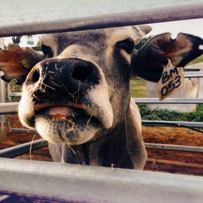 Improved emission factors for enteric methane emissions from smallholder cattle in Western&nbsp;Kenya