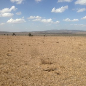 Mazingira contributes to a global litter decomposition&nbsp;initiative