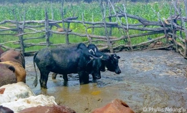 Picture1_dirty floor