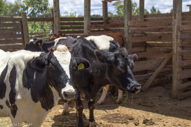 Picture2_clean floor