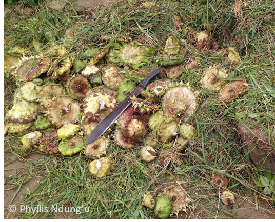 Picture5_sunflowers cake