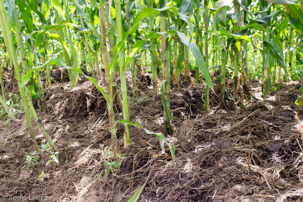 Picture7_fertilization