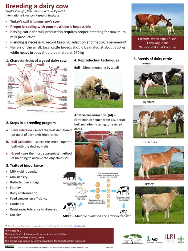 Breeding a dairy cow_poster