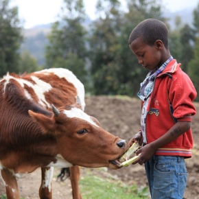A new project is launched to support climate-smart livestock strategies and investments in East Africa