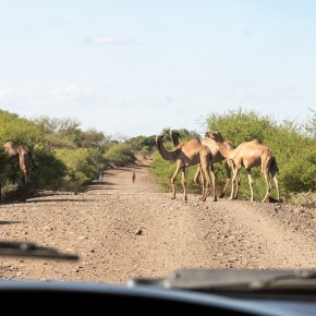 Changing landscapes call for new pathways in livestock development in Ethiopia’s Afar&nbsp;region
