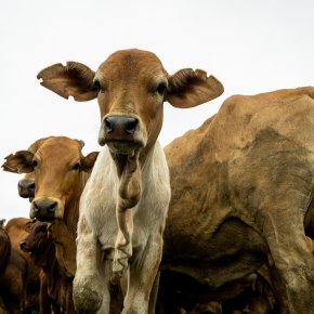 New study finds that severe undernutrition of cattle increases their methane production