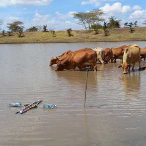 Environmental externalities and greenhouse gas emissions from water pans and bomas in pastoral&nbsp;systems