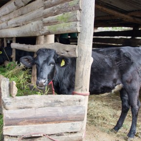 African livestock systems’ greenhouse gas emission intensities are not as high as believed and potential avenues to reduce&nbsp;them