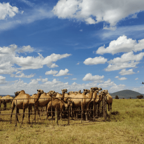 First Drone-Based Measurement of Ruminant Methane Emissions in&nbsp;Africa